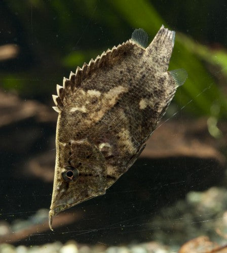 South American Leaf Fish