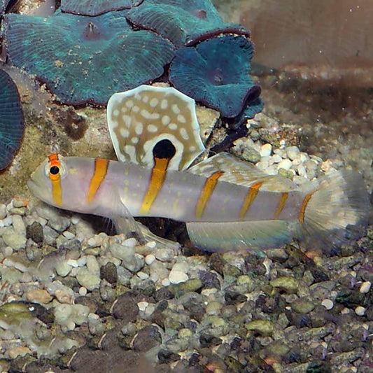 Randall's Goby