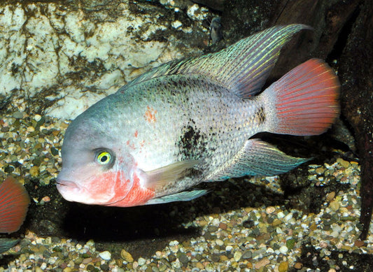 Cichlid: Black Belt Vieja