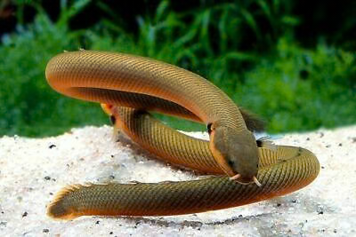 Ropefish