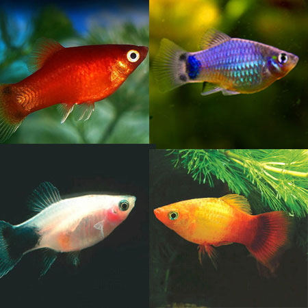 Assorted Platy