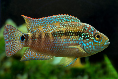 Cichlid: Jack Dempsey