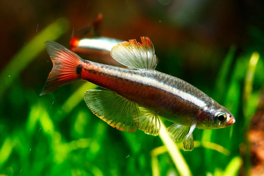 Longfin White Cloud Minnow