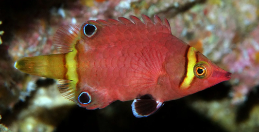 Yellow Banded Possum Wrasse