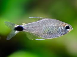 Reed Tetra