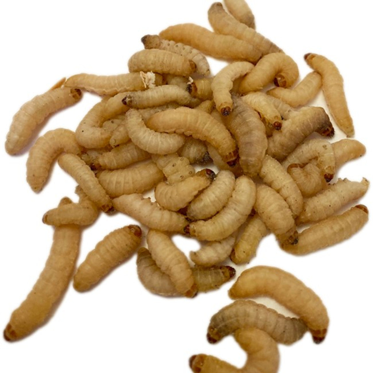 Beautiful view of Live Waxworms For Small Snakes