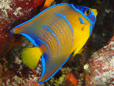 Queen Angelfish