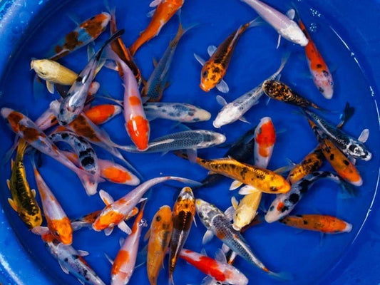 Assorted Standard Koi