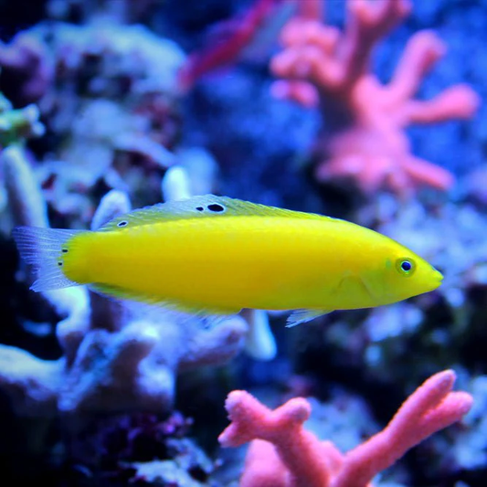 Yellow Coris Wrasse