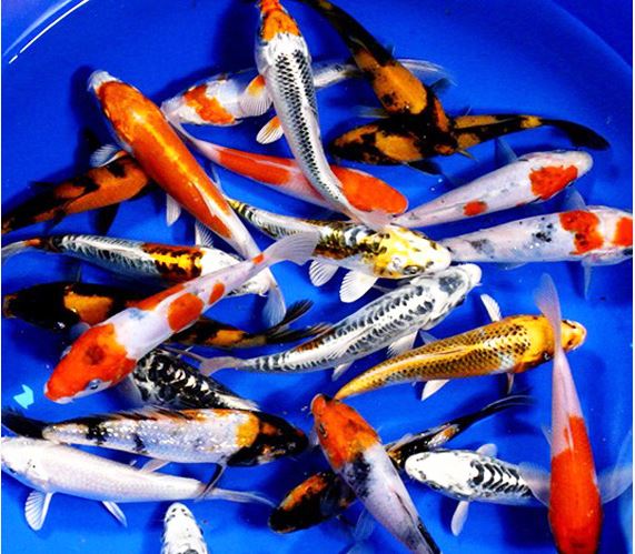 Koi: Standard