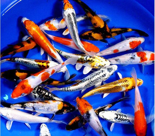 Koi: Standard