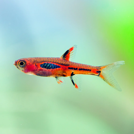 Phoenix Rasbora