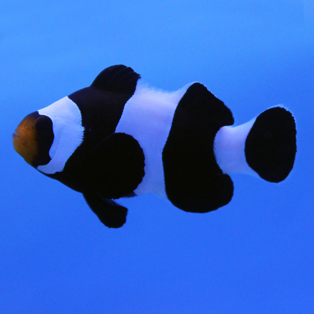 Black Wide Bar Ocellaris Clownfish
