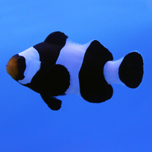 Black Wide Bar Ocellaris Clownfish
