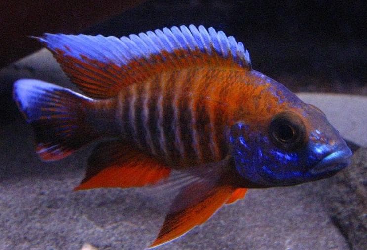 African Cichlid: Jacobfreibergi