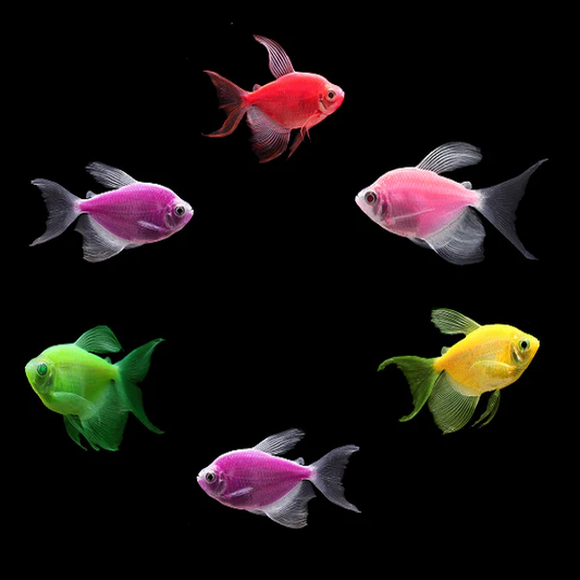 Glofish: Longfin Tetra
