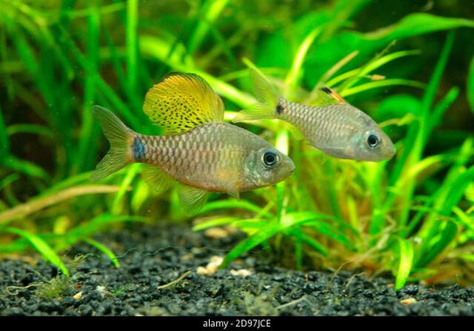 Drapefin Barb