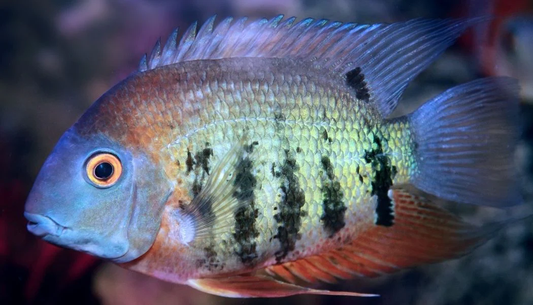 Orange Shoulder Severum