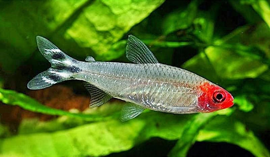 Tetra: Rummynose