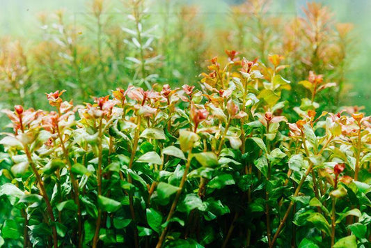 Ludwigia Senegalensis Guinea