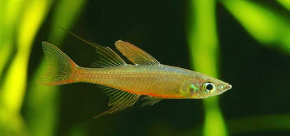 Threadfin Rainbow