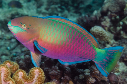 Quoyi Parrotfish
