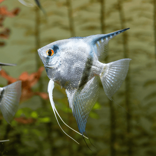 Silver Angelfish