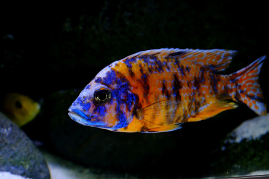 OB Peacock Cichlid