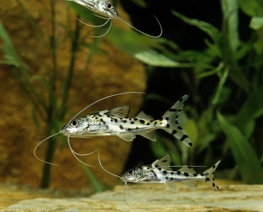 Catfish: Polka Dot Pictus