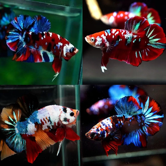 Galaxy Koi Male Betta
