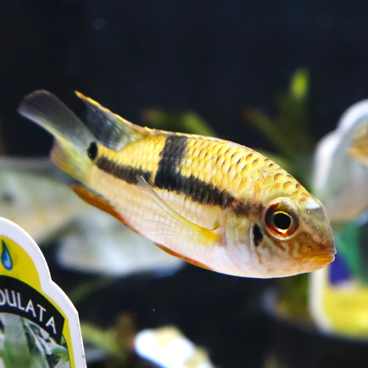 Royal Acara