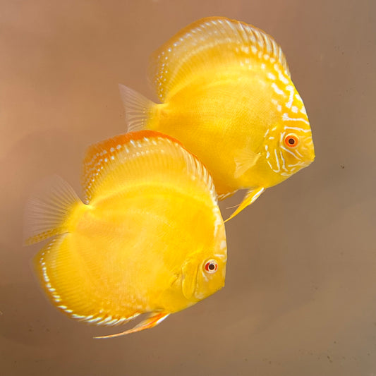 Albino Golden Discus