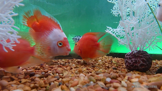 Kohaku Parrotfish