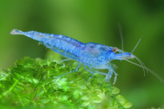 Blue Jelly Shrimp