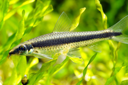 Algae Eater: Siamese