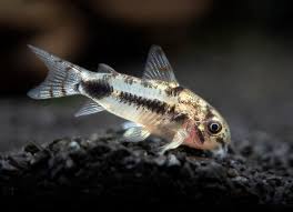 Habrosus Pygmy Cory