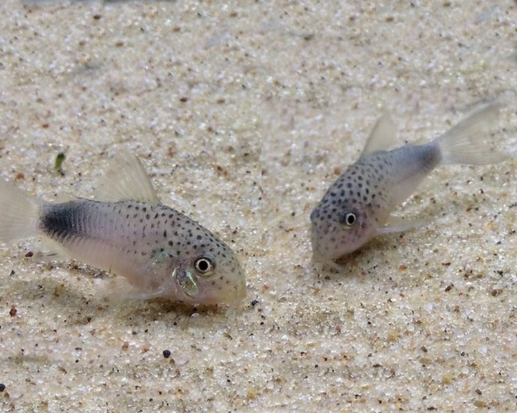 Corydoras: Smudge Spot