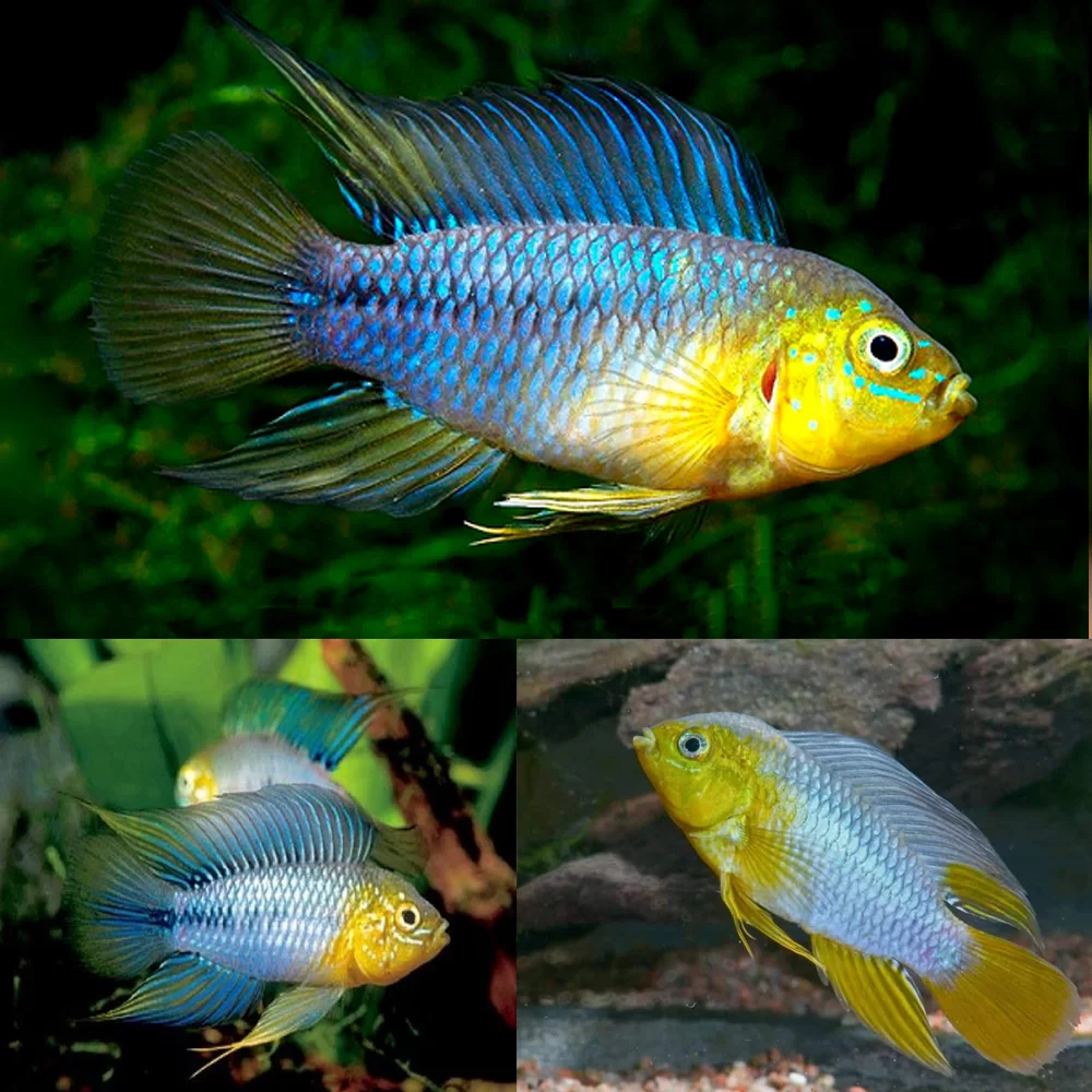 Apistogramma Blue