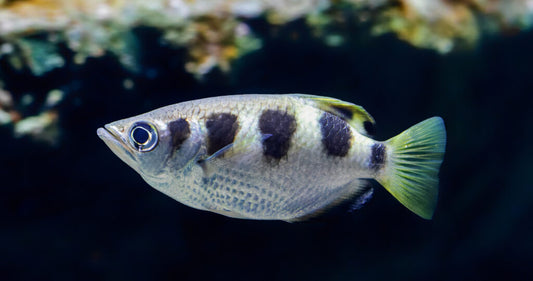 Archerfish