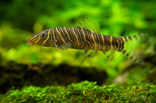 Loach: Zebra