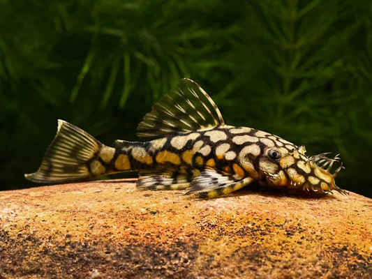 Honeycomb Bristlenose Pleco L519