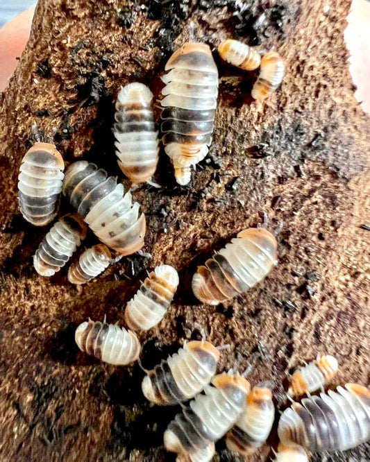 White Shark Isopods