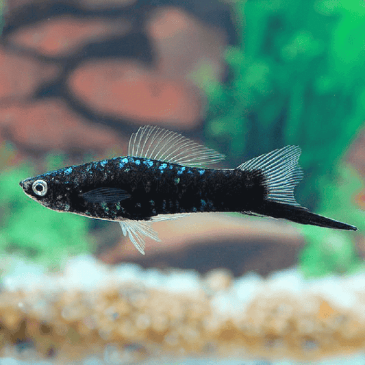 Black Swordtail