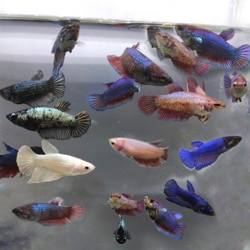 Assorted Betta