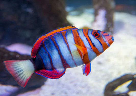 Harlequin Tusk