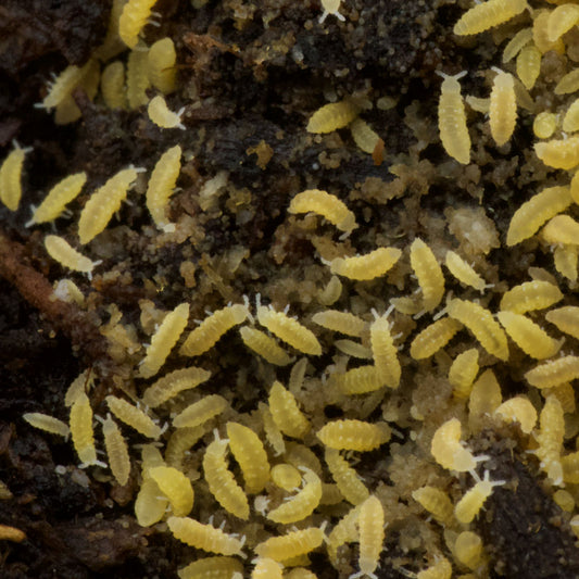Yellow Springtails