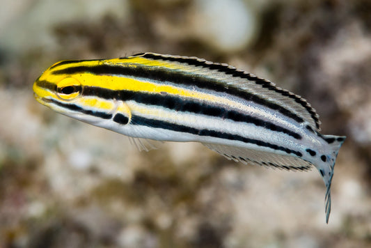 Striped Blenny