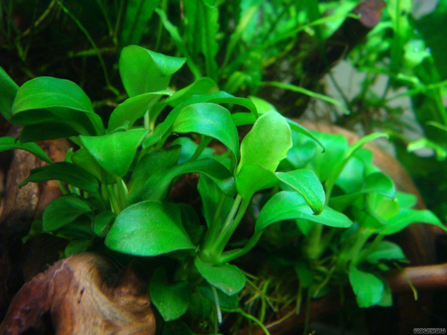 Anubias Barteri