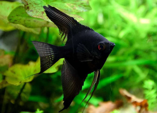 Black Angelfish