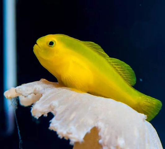 Yellow Clown Goby